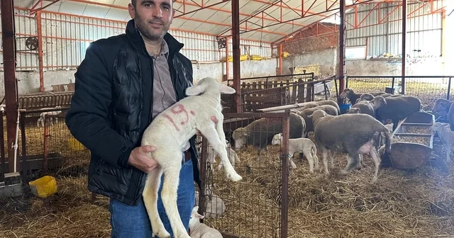 57 yıldır safkan damızlık Karacabey merinosu yetiştiriyorlar, birçok sürüde imzaları var Bursa Haberleri