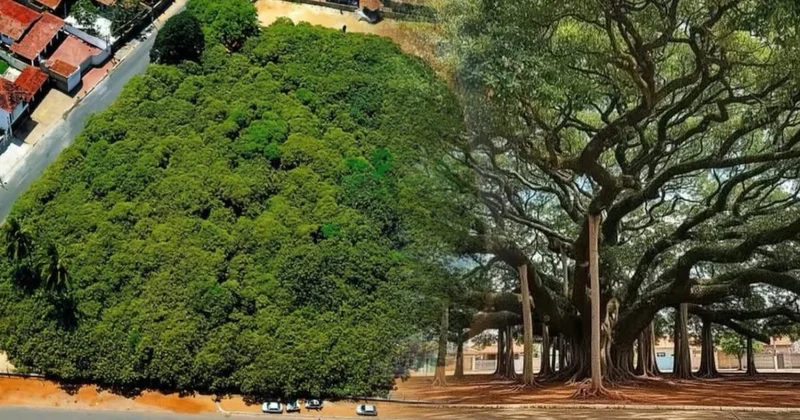 Uzaktan bakınca koca bir orman gibi: İşte dünyanın en büyük ağacı Sözcü Gazetesi