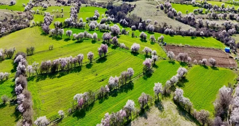 Bahar geldi, Pertek Renk Cümbüşüne Döndü