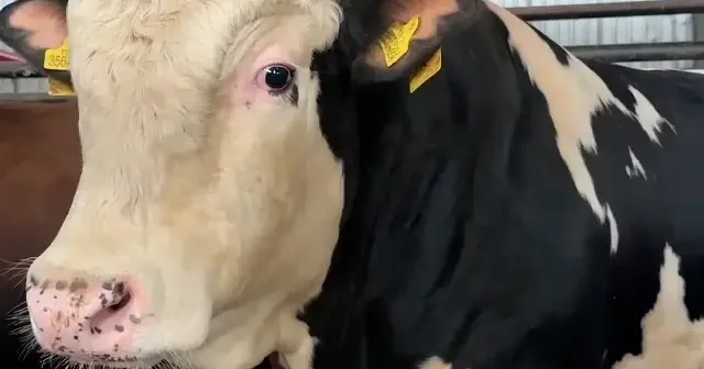 Kurbanlık fiyatları ne kadar, kaç TL? %25 ile 30 arasında bir fark var! 2026 büyükbaş ve küçükbaş kurban fiyatları kaç TL? VİDEO İZLE