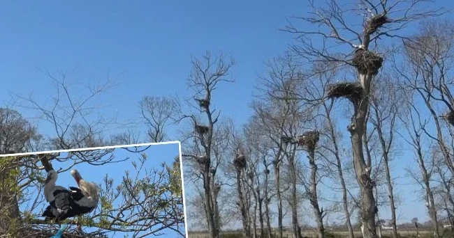 Afrika dan 7 bin kilometre yol kat ederek geldiler: Bölgede 5 ay kalacaklar