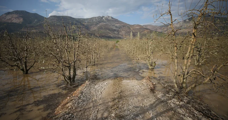 Hasadın başlamasına günler kala çiftçiler perişan oldu! 12 yıl sonra bir ilk yaşandı Sözcü Gazetesi