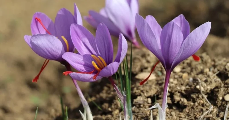 50 metrekarelik oda, 1,5 dönümlük tarla verimi sunuyor