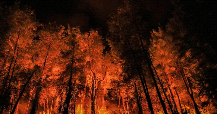Türkiye de geçen yıl 3 bin 224 orman yangını çıktı