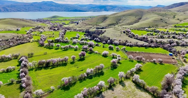 Tunceli de badem ağaçları çiçek açtı; manzara dron ile görüntülendi Tunceli Haberleri
