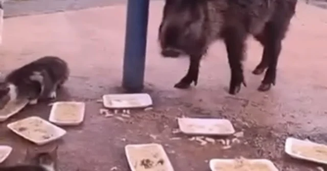 İzmir de domuzlar sosyal hayatın parçası olmaya başladı Yaban domuzları ve kediler aynı sofrayı paylaşıyor Kedilerle yan yana beslenen yaban domuzları ekolojik değişimi gözler önüne sererken, bu durum bölge halkını da tedirgin ediyor İzmir Haberleri