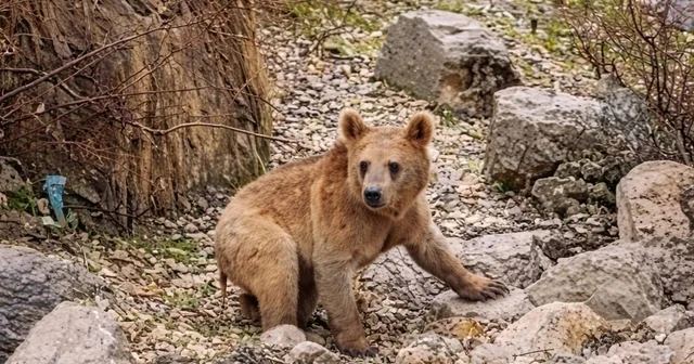 Çukurca da aç kalan ayılar mahalleye indi Hakkari Haberleri