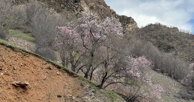 Şırnak ta badem ağaçları çiçek açtı Şırnak Haberleri