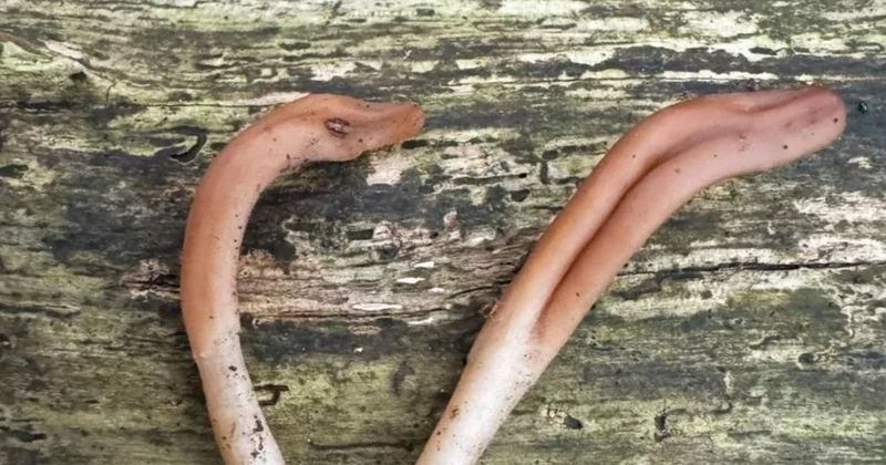 Doğanın ilginç hazinesi: Sadece iki kez görüldü Sözcü Gazetesi