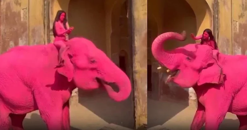 Pembeye boyadıkları 65 yaşındaki fil üzüntüden öldü Sözcü Gazetesi