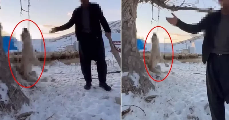 Köpeği Ağaca Asıp Öldüren Kişi Tutuklandı