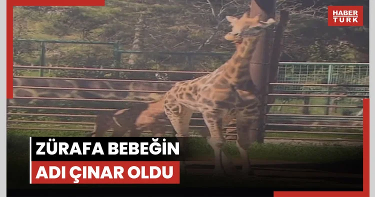 Zürafa bebeğin adı Çınar oldu