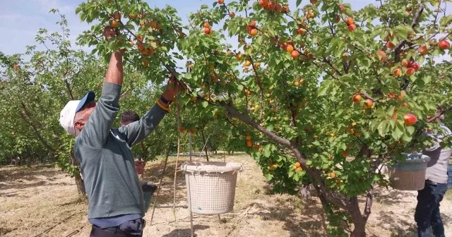 Mersin de kayısı hasadı başladı, üretici verimden memnun VİDEO İZLE