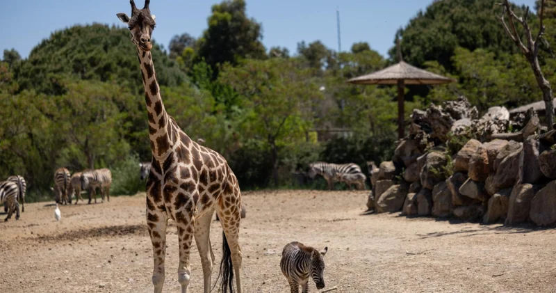Öksüz yavru zebra Gözde ye zürafalar sahip çıktı