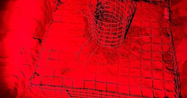 Dalyan da sezonun ilk caretta caretta yuvası belirlendi Muğla Haberleri