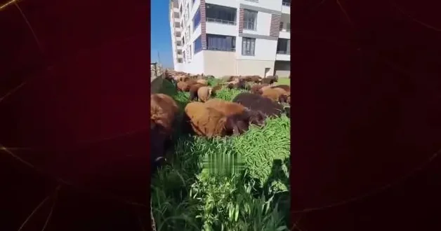 Ot biçmeye koyunlu çözüm: Tırpan bekleniyordu koyun sürüsü geldi!