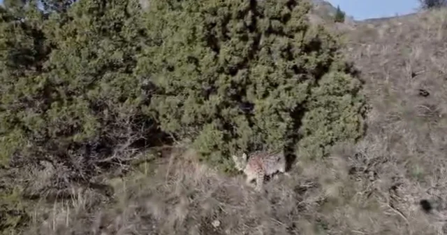 Erzurum Oltu da arazideki vaşak dronla görüntülendi Erzurum Haberleri