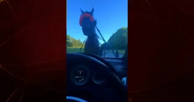 Yol ortasında at dehşeti! Sürücü ölümden döndü