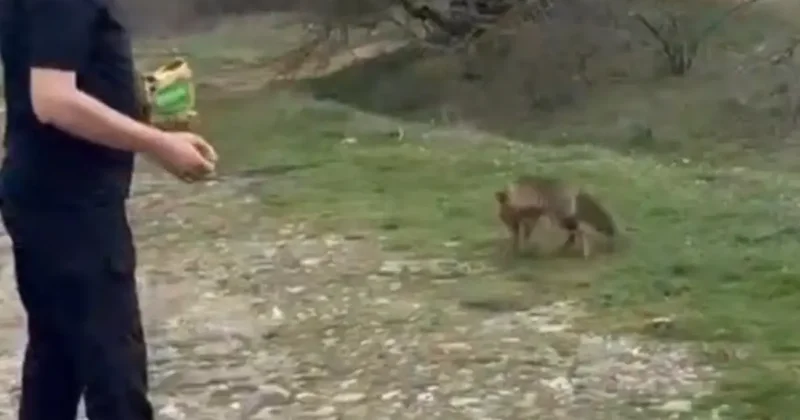 Yer: Bolu! Tilkinin kek yediği anlar kamerada