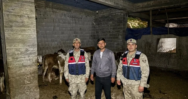 Kilis te kaybolan 13 büyükbaş hayvan jandarma tarafından bulundu Kilis Haberleri