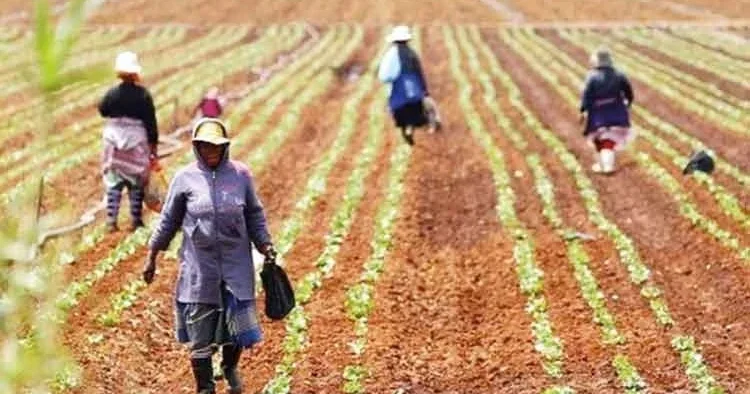 Savaş gübre üretimini düşürdü! Asya ve Afrika’da gıda krizi riski var