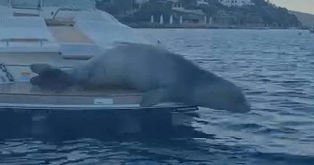 Bodrum da motoryata çıkan Akdeniz foku kamerada Muğla Haberleri