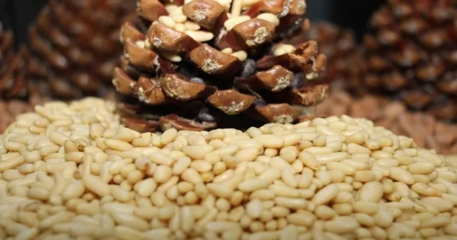 Çam fıstığı altınla yarışıyor Fiyatlar kilogramda 3 bin 550 liraya dayandı Aydın Haberleri