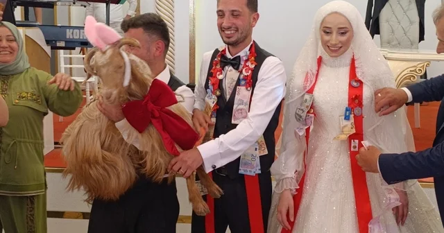 Düğünde altın değil keçi takıldı Trabzon Haberleri
