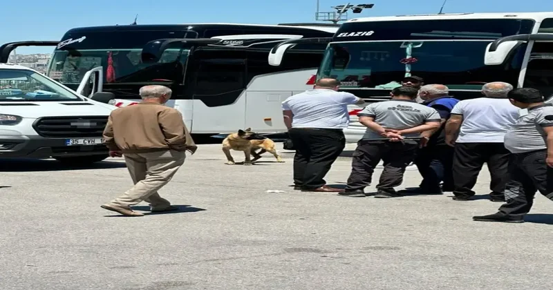 Elazığ da terminalde dehşet anları: Kurt cinsi köpek kadına saldırdı