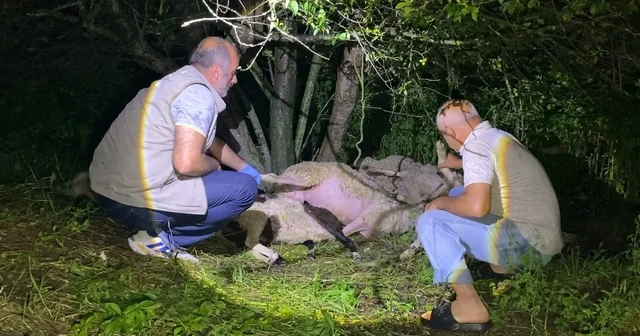 Bursa da yıldırım düştü, 6 koyun öldü Bursa Haberleri