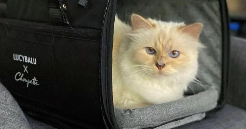 Dünyanın en zengin kedisiydi: Sahibi Karl Lagerfeld in mirasını alamadı