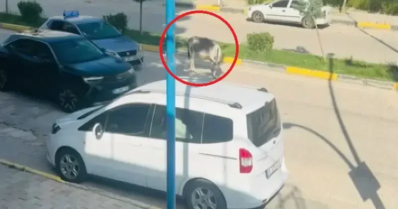 Kara yoluna çıkan başıboş eşek nedeniyle trafik aksadı