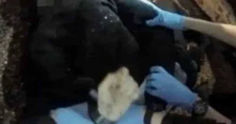 Bıçaklanan genç yardım istediği polis tarafından kelepçelendi: Hastanede hayatını kaybetti!