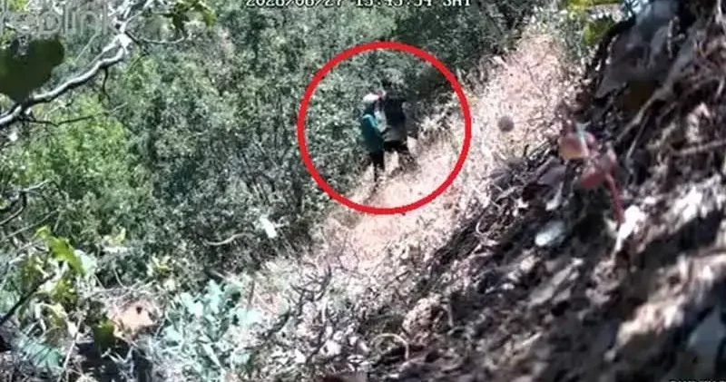 Kenevirlerin bakımını yaparken fotokapana yakalanan CHP ilçe başkanı ve oğluna gözaltı