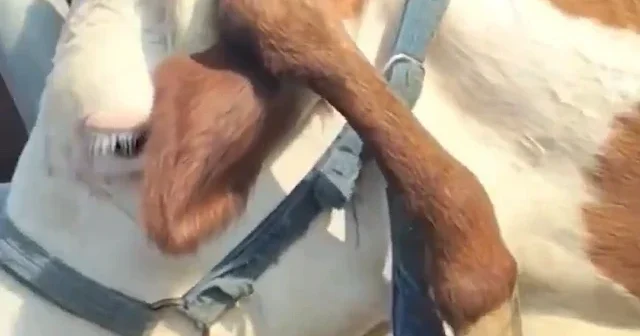 Çin de görenleri şaşkına çeviren inek: Kafasından bacak çıktı VİDEO İZLE