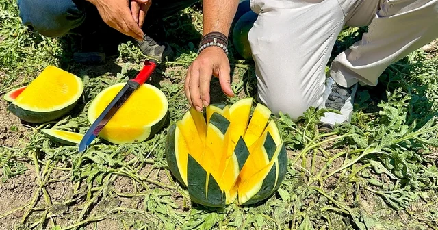 Tropical Sunshine üreticinin yüzünü güldürüyor Mersin Haberleri Habertürk Yerel Haberler