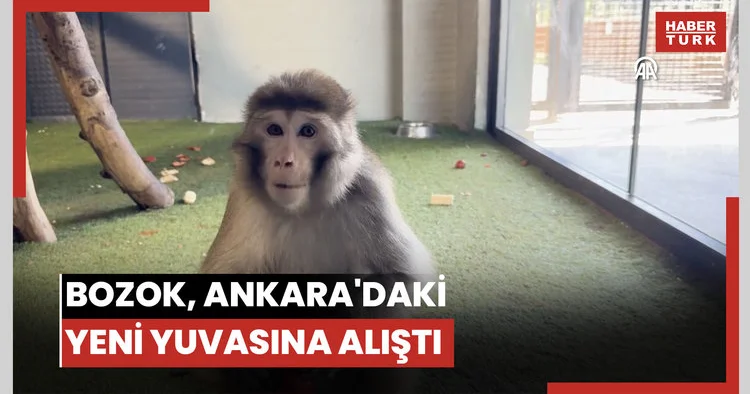 Yozgat ta vatandaşlarca bulunan maymun Bozok Ankara da yeni yuvasına alıştı