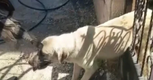 Demir kapıya sıkışan köpek için zamanla yarış: İtfaiye ekipleri seferber oldu VİDEO İZLE