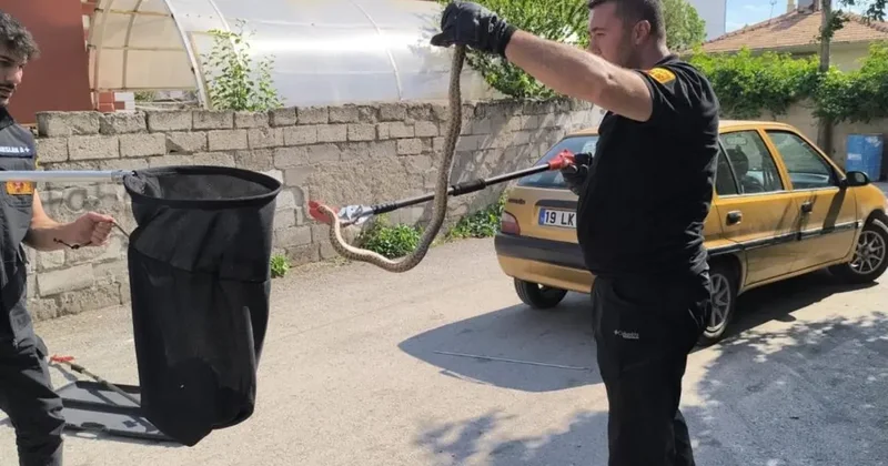 Otomobilin altına giren yılan itfaiye ekiplerince çıkarıldı