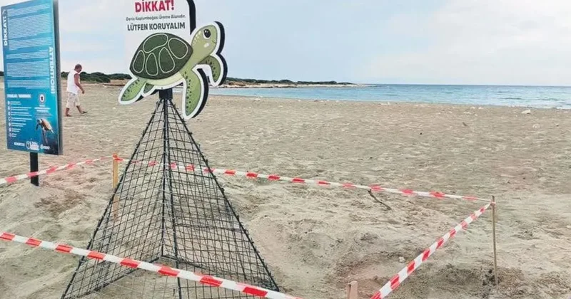 Caretta ya dokunan 700 bin TL ödeyecek