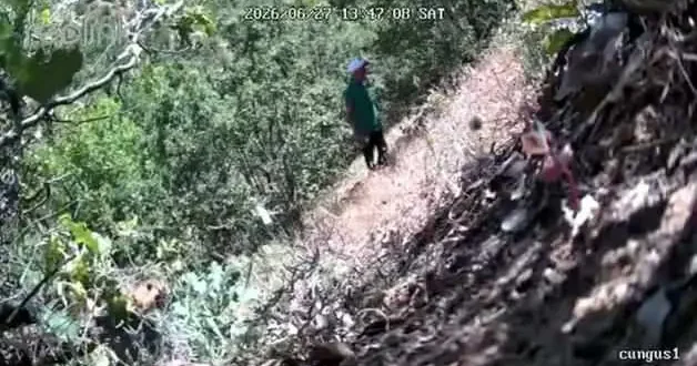 Kenevir eken CHP li başkan ve oğulu foto kapana yakalandı