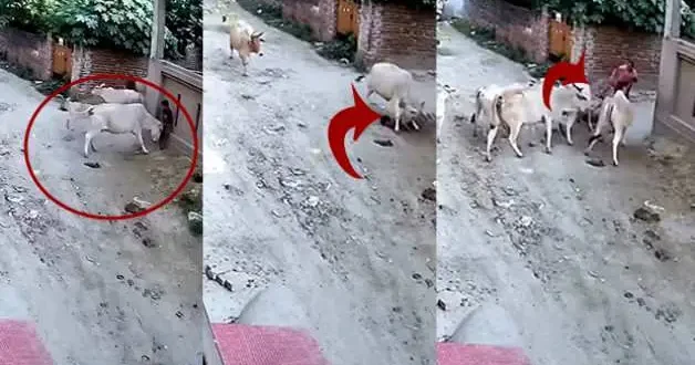 Hindistan da ineğin saldırdığı çocuğu çevredekiler kurtardı