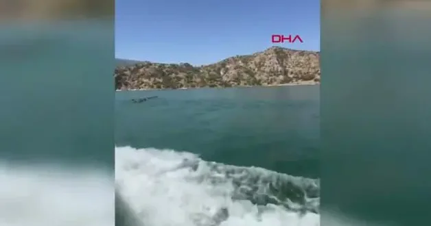 Baraj gölünü yüzerek geçen yaban domuzu sürüsü kamerada