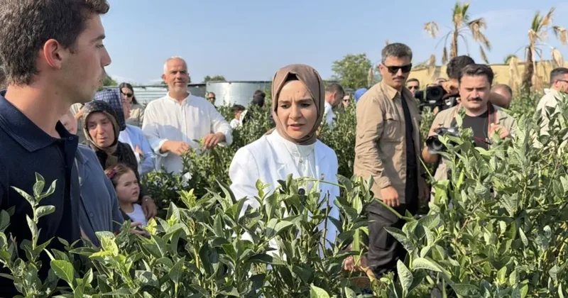 Bakan Göktaş Düzce’de yaban mersini topladı