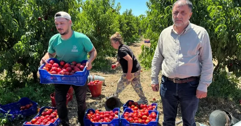 İznikli nektarin üreticisinden fiyat tepkisi