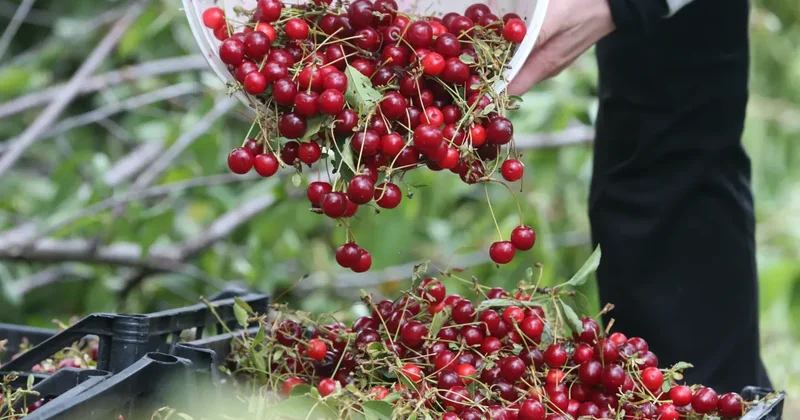 Tokat ta üreticilerin vişne mesaisi sürüyor