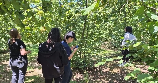 Samuray Arıcığı Kahverengi Kokarcaya karşı etkisini gösterdi Düzce Haberleri Habertürk Yerel Haberler