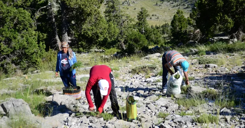 Torosların zirvesinde şifa hasadı! Dünyanın en iyisi: Demeti 50 liradan satılıyor
