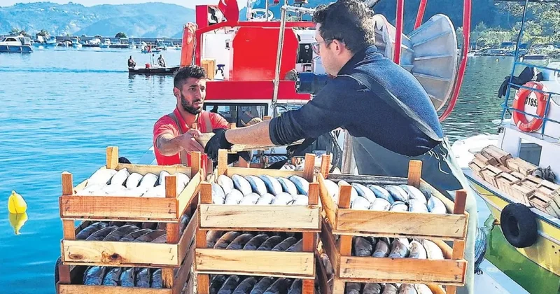 Denizde palamut bereketi