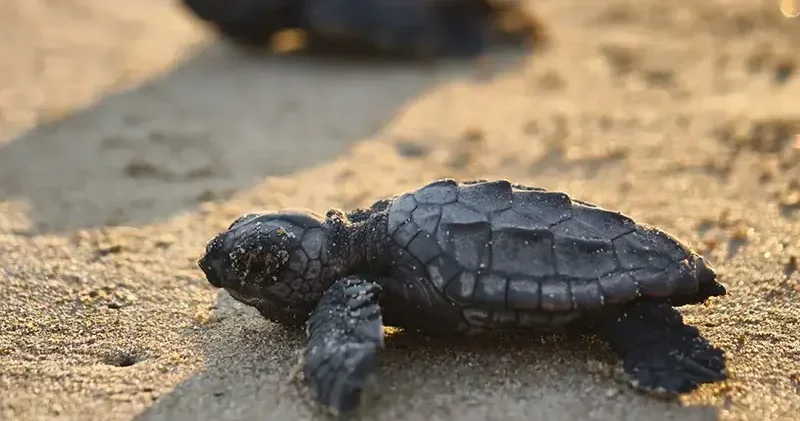 Belek te 100 bin caretta yavrusu denize ulaştı
